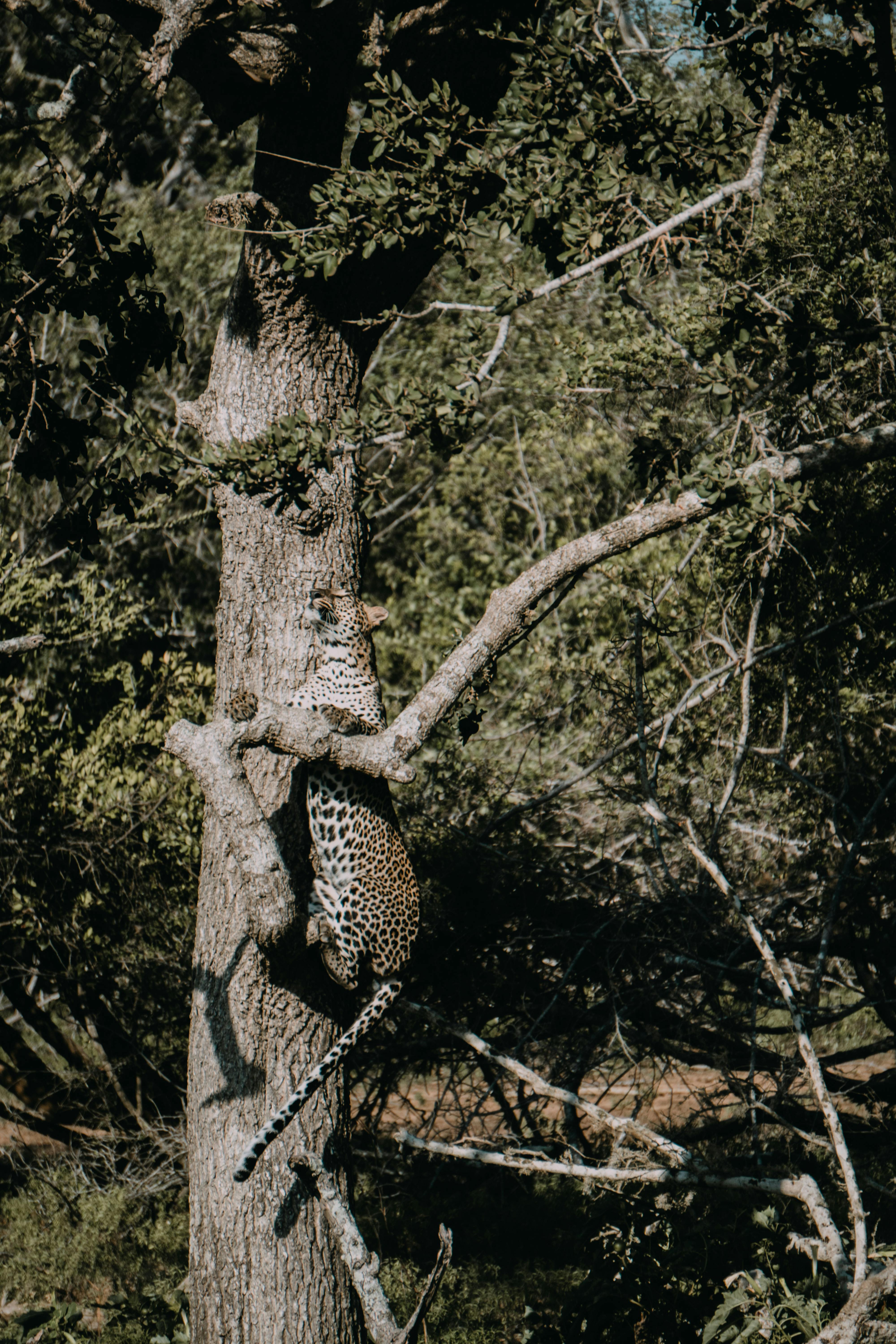 Yala National Park, Sri Lanka